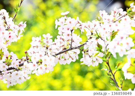 春の日差しに映える桜 136859849