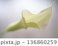 白背景の白いカラーの花 136860259