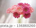 ピンクのガーベラの花束　明るい背景 136860260