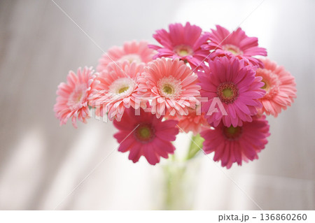 ピンクのガーベラの花束 明るい背景 ピンクのガーベラの花束 明るい背景 136860260