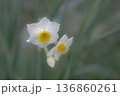 やわらかく咲く水仙｜春を告げる白い花のボケ表現 136860261