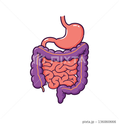 Human digestive system vector showing stomach small intestine and large intestine anatomy illustration Human digestive system vector showing stomach small intestine and large intestine anatomy illustration 136860666