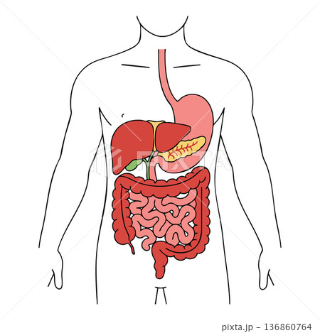 Human digestive system organs diagram including stomach liver pancreas intestines natural flow educational vector image 136860764