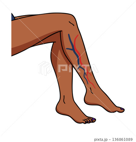 Human leg anatomy showing veins and arteries in detailed vector style medical illustration Human leg anatomy showing veins and arteries in detailed vector style medical illustration 136861089