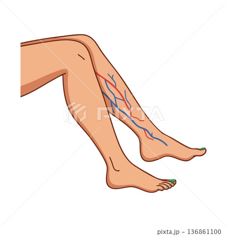 Human legs with visible veins and arteries anatomy medical illustration design vector Human legs with visible veins and arteries anatomy medical illustration design vector 136861100