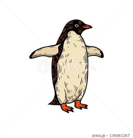 Penguin standing with wings open black and white bird vector illustration natural style 136861267