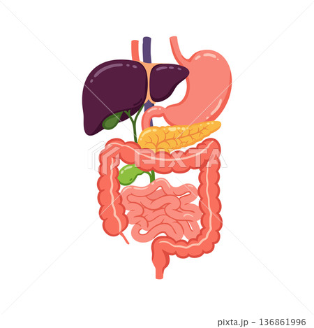 Human digestive system anatomy vector illustration showing stomach liver pancreas intestines detailed organs 136861996