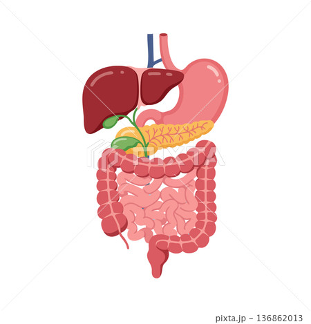 Human digestive system anatomy vector showing liver stomach intestines pancreas gallbladder and esophagus organs 136862013