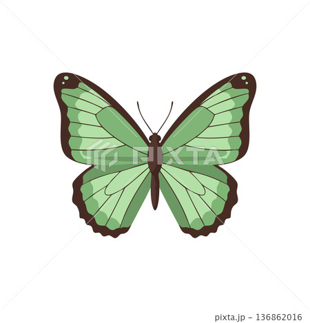 Green butterfly with brown edges symmetrical wings vector illustration natural insect design Green butterfly with brown edges symmetrical wings vector illustration natural insect design 136862016