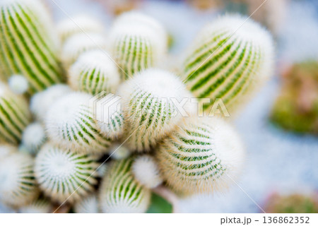 Collection beautiful prickly cacti in the greenhouse Collection beautiful prickly cacti in the greenhouse 136862352