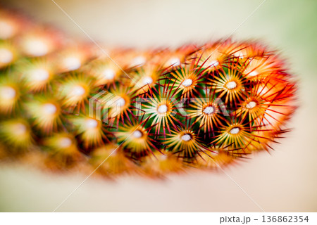 Beautiful macro shots of prickly cactus. Background and textures 136862354