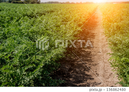 Long field and rows of carrots. Blue summer sky. 136862480