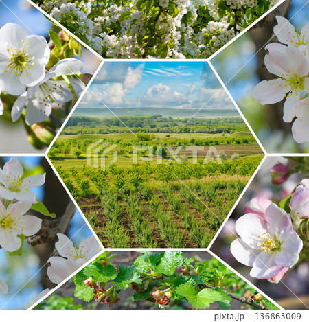 Spring Orchard Mosaic with Blooming Fruit Trees and Scenic Landscape Spring Orchard Mosaic with Blooming Fruit Trees and Scenic Landscape 136863009
