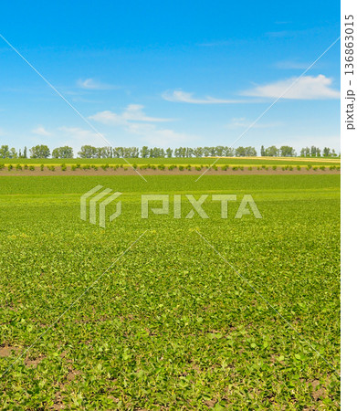 Endless Green Soybean Field Under a Clear Blue Sky Endless Green Soybean Field Under a Clear Blue Sky 136863015