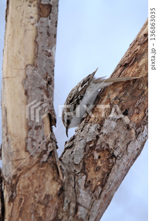 キタキバシリ キバシリ きばしり 北海道野鳥 キタキバシリ キバシリ きばしり 北海道野鳥 136863035