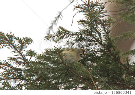 キクイタダキ　菊戴　鶎　Regulus regulus　北海道の野鳥 136863341