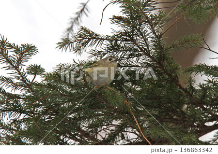 キクイタダキ 菊戴 鶎 Regulus regulus 北海道の野鳥 キクイタダキ 菊戴 鶎 Regulus regulus 北海道の野鳥 136863342