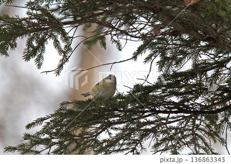 キクイタダキ　菊戴　鶎　Regulus regulus　北海道の野鳥 136863343