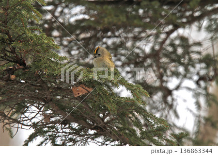 キクイタダキ 菊戴 鶎 Regulus regulus 北海道の野鳥 キクイタダキ 菊戴 鶎 Regulus regulus 北海道の野鳥 136863344