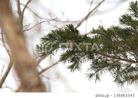 キクイタダキ　菊戴　鶎　Regulus regulus　北海道の野鳥 136863345