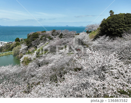 愛媛県伊予市 ふたみ潮風ふれあい公園の桜 愛媛県伊予市 ふたみ潮風ふれあい公園の桜 136863582