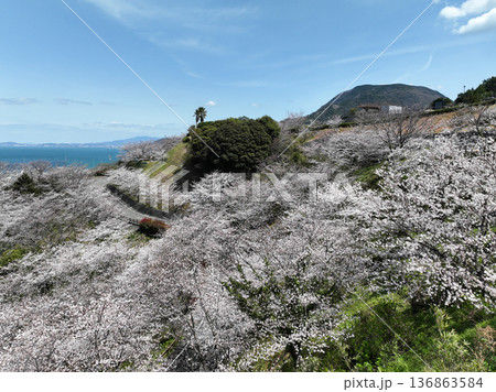 愛媛県伊予市 ふたみ潮風ふれあい公園の桜 愛媛県伊予市 ふたみ潮風ふれあい公園の桜 136863584