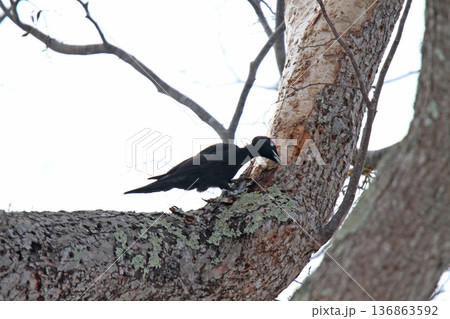 日本最大のキツツキ　クマゲラ　くまげら　熊啄木鳥　北海道野鳥 136863592