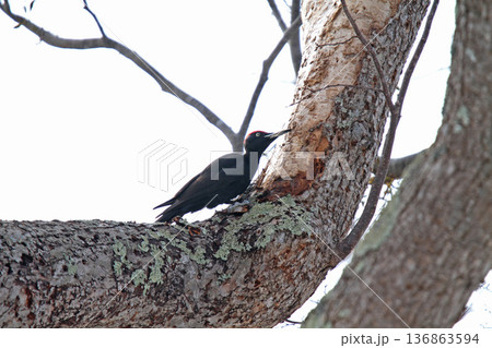 日本最大のキツツキ　クマゲラ　くまげら　熊啄木鳥　北海道野鳥 136863594