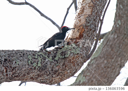 日本最大のキツツキ　クマゲラ　くまげら　熊啄木鳥　北海道野鳥 136863596