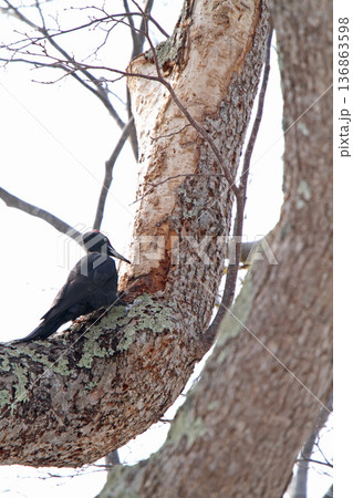 日本最大のキツツキ　クマゲラ　くまげら　熊啄木鳥　北海道野鳥 136863598