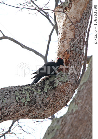日本最大のキツツキ　クマゲラ　くまげら　熊啄木鳥　北海道野鳥 136863599