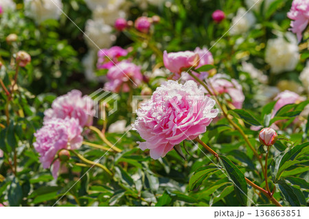 Blooming pink peony flowers in sunny garden with green leaves and natural plant background Blooming pink peony flowers in sunny garden with green leaves and natural plant background 136863851