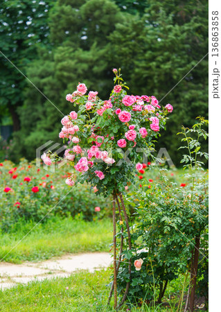 Bush of soft pink rose flowers blooming in garden with green leaves and natural background Bush of soft pink rose flowers blooming in garden with green leaves and natural background 136863858