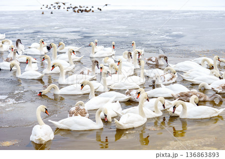 Large bird family, flock of white mute swans swimming together on icy winter lake, wildlife scene 136863893