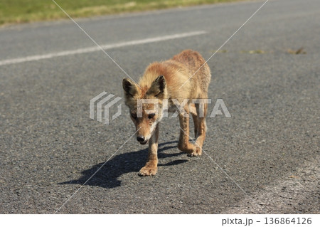 痩せた野生のキツネ 路上を歩く姿 痩せた野生のキツネ 路上を歩く姿 136864126