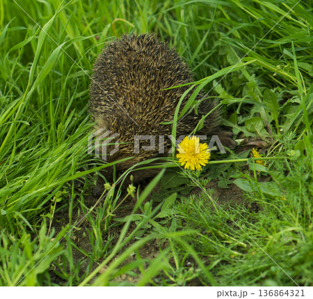 hedgehog, mammals small animal, hides in herbaceous plants hedgehog, mammals small animal, hides in herbaceous plants 136864321
