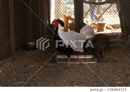 chickens in an artificial nursery, in the foreground is a rooster with black and white plumage chickens in an artificial nursery, in the foreground is a rooster with black and white plumage 136864325
