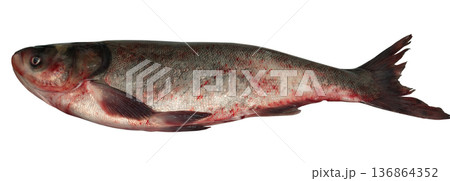 Whole raw silver carp fish close-up on a white background in isolation 136864352