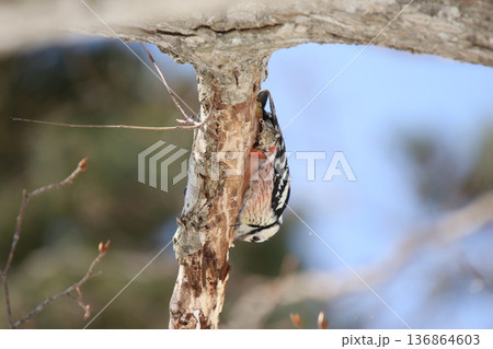 オオアカゲラ、大赤啄木鳥、エゾオオアカゲラ　アカゲラ　北海道野鳥 136864603