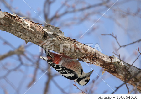 オオアカゲラ、大赤啄木鳥、エゾオオアカゲラ アカゲラ 北海道野鳥 オオアカゲラ、大赤啄木鳥、エゾオオアカゲラ アカゲラ 北海道野鳥 136864610