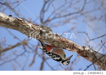 オオアカゲラ、大赤啄木鳥、エゾオオアカゲラ　アカゲラ　北海道野鳥 136864611