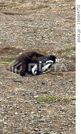 Adult penguin with chick in natural antarctic habitat Adult penguin with chick in natural antarctic habitat 136864752