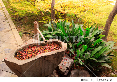 秋の京都　建仁寺の潮音庭の紅葉　手水鉢 136865181