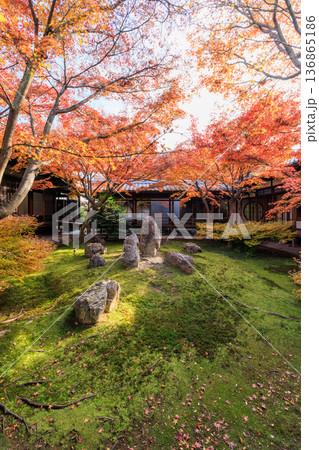 秋の京都 建仁寺の潮音庭の紅葉 秋の京都 建仁寺の潮音庭の紅葉 136865186