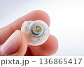Beautiful sea shell 136865417