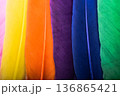 Studio shot macro photo colored bird feathers 136865421