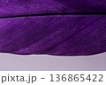 Studio shot macro photo colored bird feathers 136865422