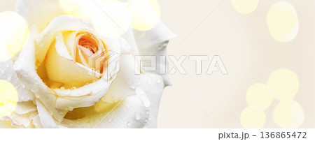 White rose with water droplets and soft bokeh background, elegant and romantic floral close-up 136865472