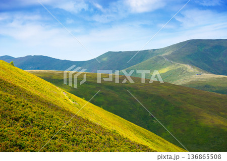 carpathian mountain landscape of ukraine in summer. beautiful travel background with rolling hills. lush green grassy hillside in dappled light. transcarpathia vacation season. narrow telephoto view 136865508