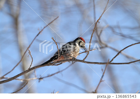 木の実を食べるオオアカゲラ、大赤啄木鳥、エゾオオアカゲラ アカゲラ 北海道野鳥 木の実を食べるオオアカゲラ、大赤啄木鳥、エゾオオアカゲラ アカゲラ 北海道野鳥 136865543